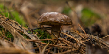 In War, Ukrainians Forage for Mushrooms in Forests With Mines